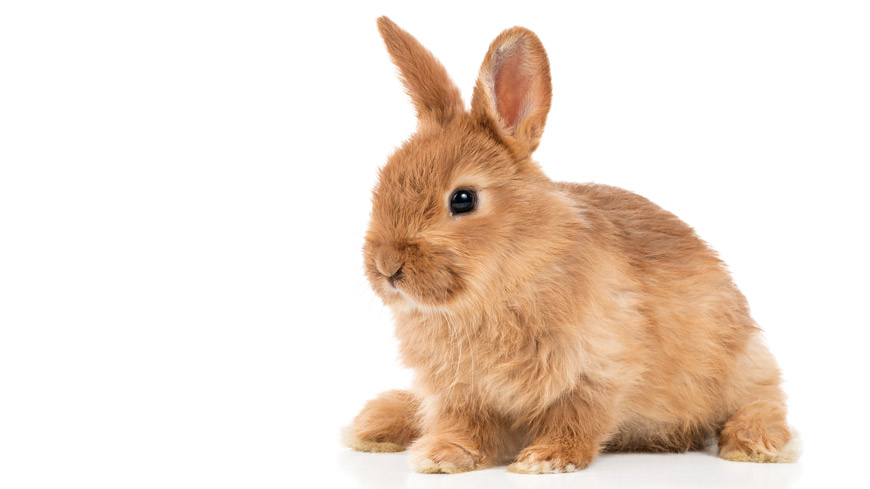 edqm_news's tweet image. 🐰 Exciting news for #animalwelfare #testingmethods #Pirogenicity!
The #PhEur has published 59 texts for public consultation referring to the replacement for the rabbit pyrogen test #RPT.
Have your say by 📆 31 March 2023 in Pharmeuropa 35.1
edqm.eu/en/-/public-co…