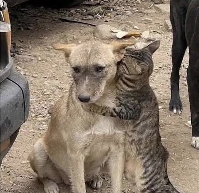 yokbezey's tweet photo. Bu iki fotoğrafa kalbimi bıraktım 🥲🤍 https://t.co/pWwPdGIUCg