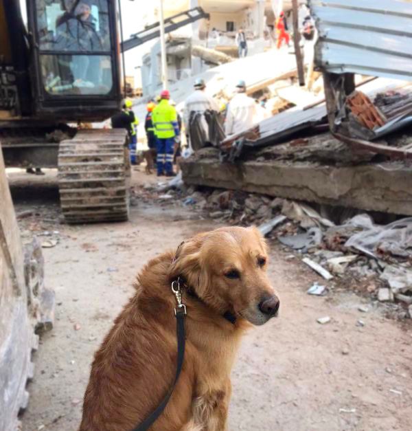 Tras días de trabajo sin descanso, la #unidadcanina de rescate de #bomberos de #valencia regresa a casa. Orgullosos de todos vosotros.💪❤️  Gracias 🙏 #héroesde4patas #turquía #terremoto #adoptaunjubilado 
+