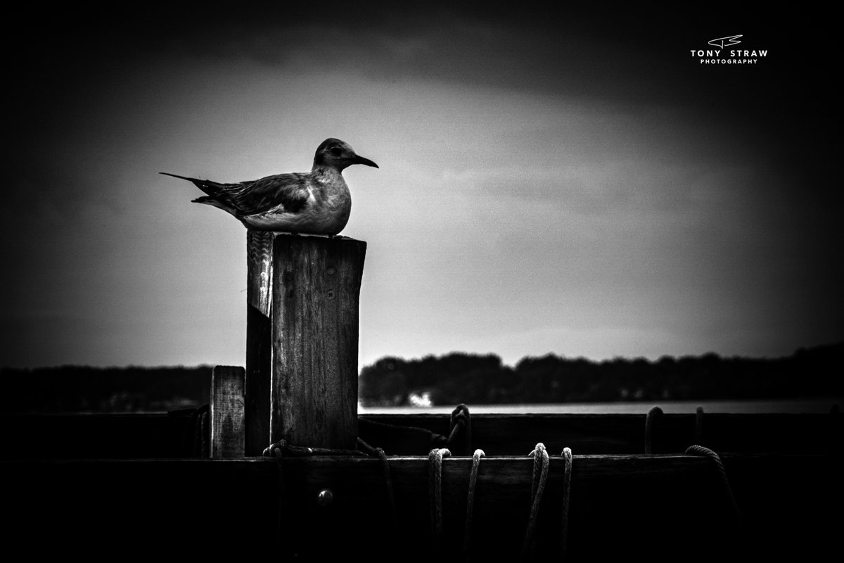 fan_of_leisure's tweet photo. #PHOTOOFTHEDAY2023 #PhotoOfTheDay #TonyStrawPhotography #twitter #canon #photoartist #FindCulver #Culver #LakeMaxinkuckee #LakeMax #art #Landscape #wildlife #birds #Nature #NaturePhotography @Artsy @Canon @fstoppers @lightstalking @visitindiana @OutdoorPhotoMag https://t.co/thi1cqO6CD