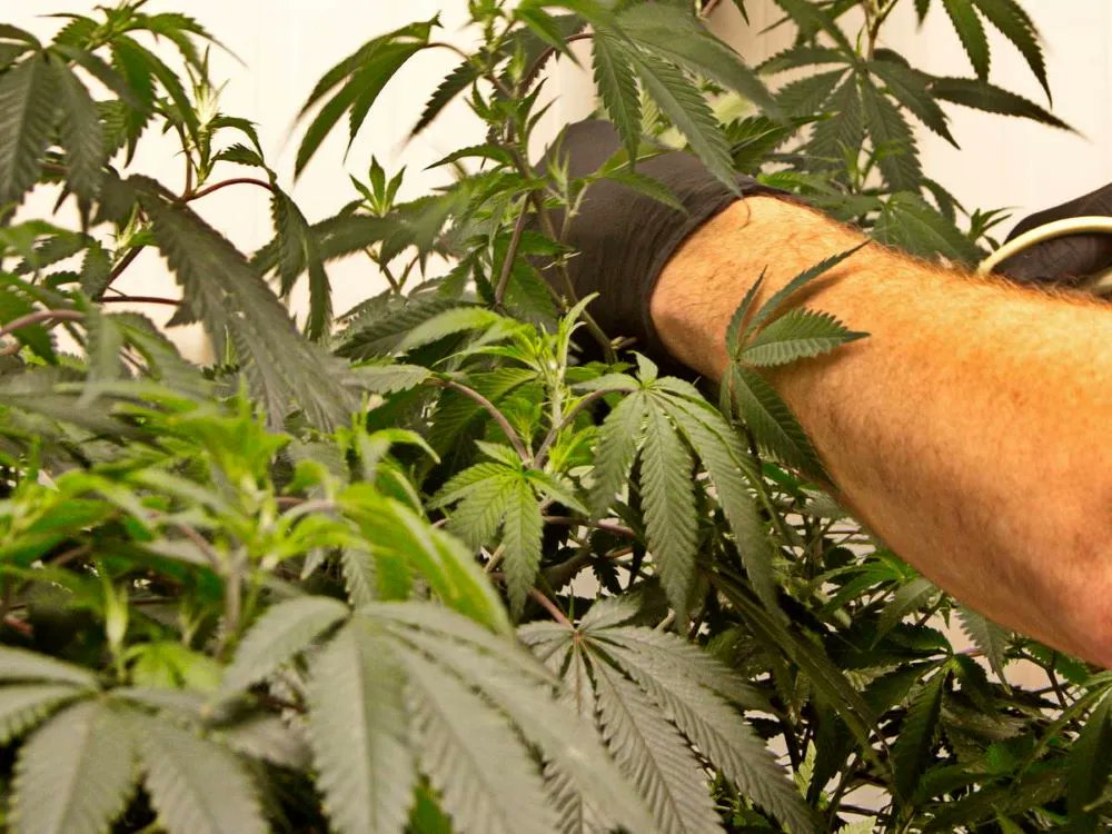 Here at MJ Verdant, we take extra special care of our #babyplants because we understand #cannabis and know what it will need to grow strong, lush, and potent. 

Check out what we grow here: buff.ly/3sc6Wgm
