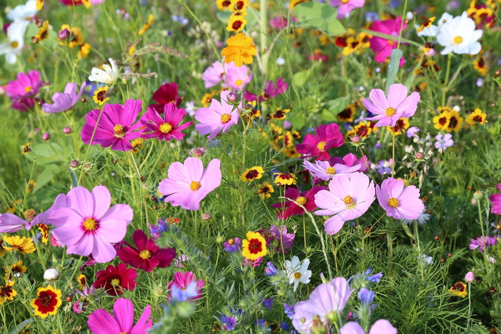 FeastsFromSeeds's tweet photo. If you have some space to fill in your garden, our brand new Mini Meadow seed mixes will do so in wonderful ways. Each one is designed for a different look and purpose. https://t.co/Owv10GpgJG #meadow #minimeadow #fieldsofflowers #flowers https://t.co/Lq2RcEjyhQ