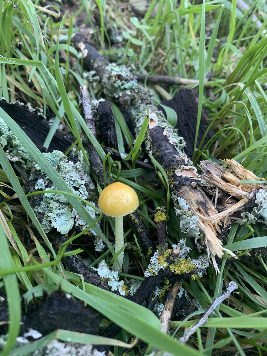 lichen_diablo (@retiredpinhead) on Twitter photo 