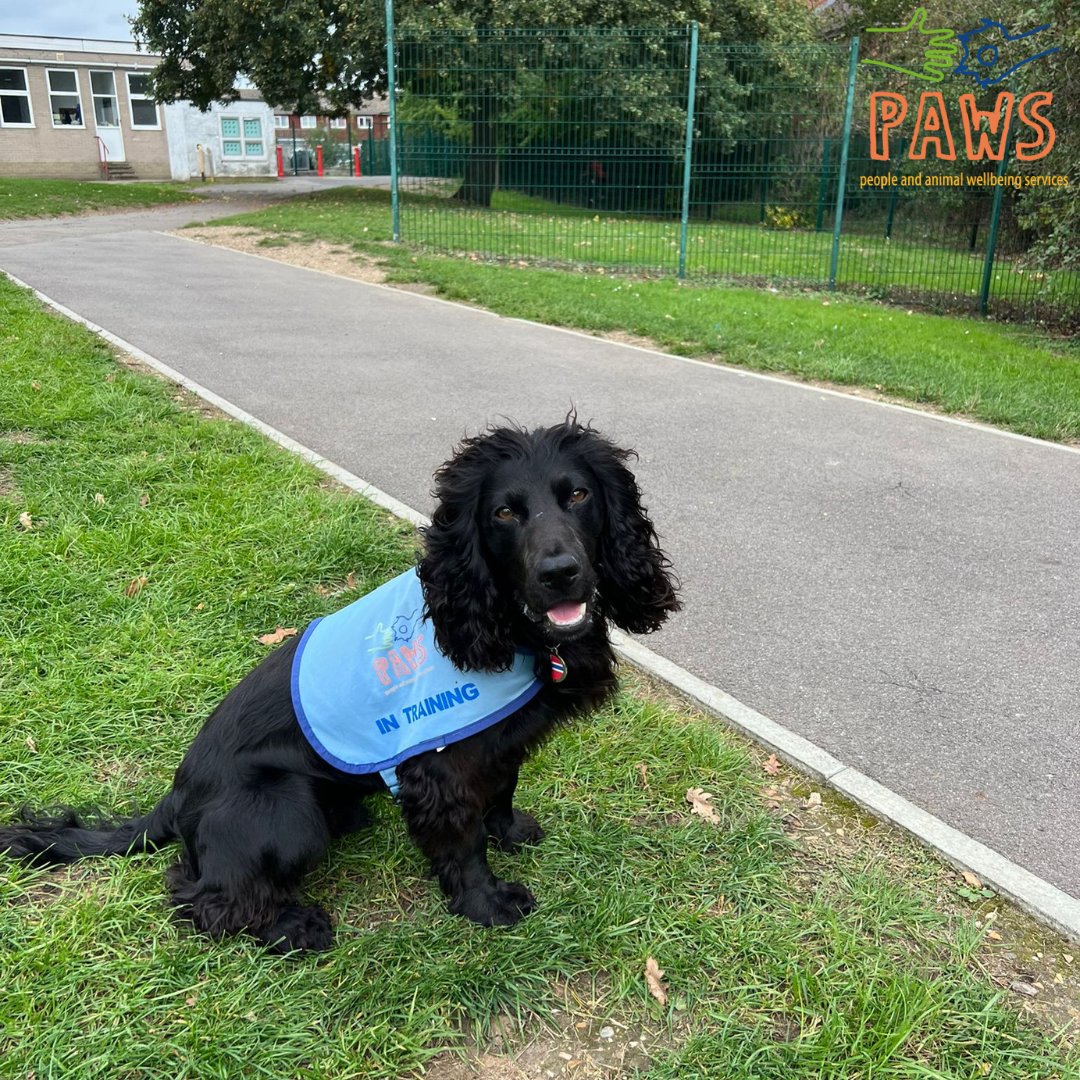 It’s February half term and all of our PAWS Schools Dogs will be having a week’s rest from the busy school life! What are your doggos going to be up to this hols?

#animalassistedtherapy #dog #schooldog #animaltherapy #professionals #counsellors #therapy #neurodivergence