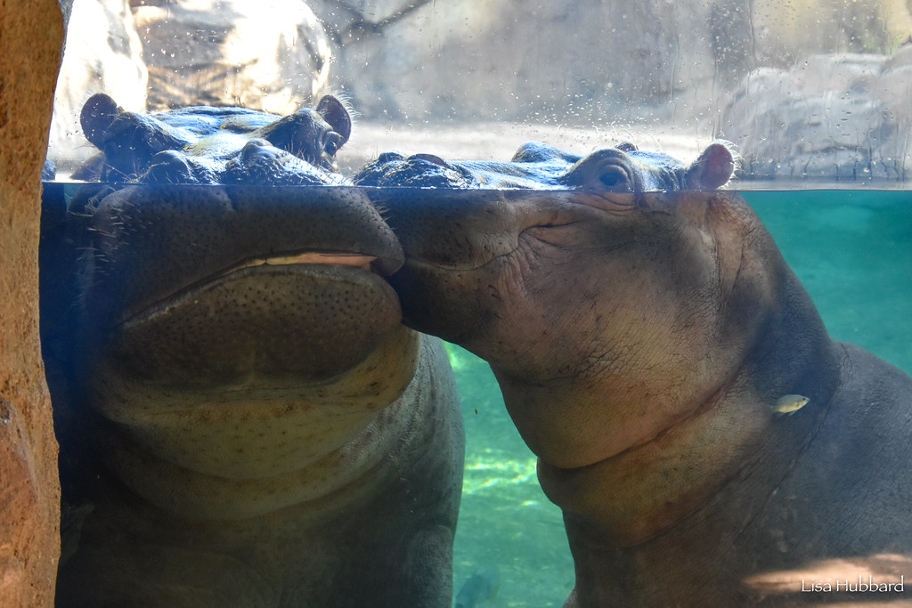 Cincinnati Zoo tweet media