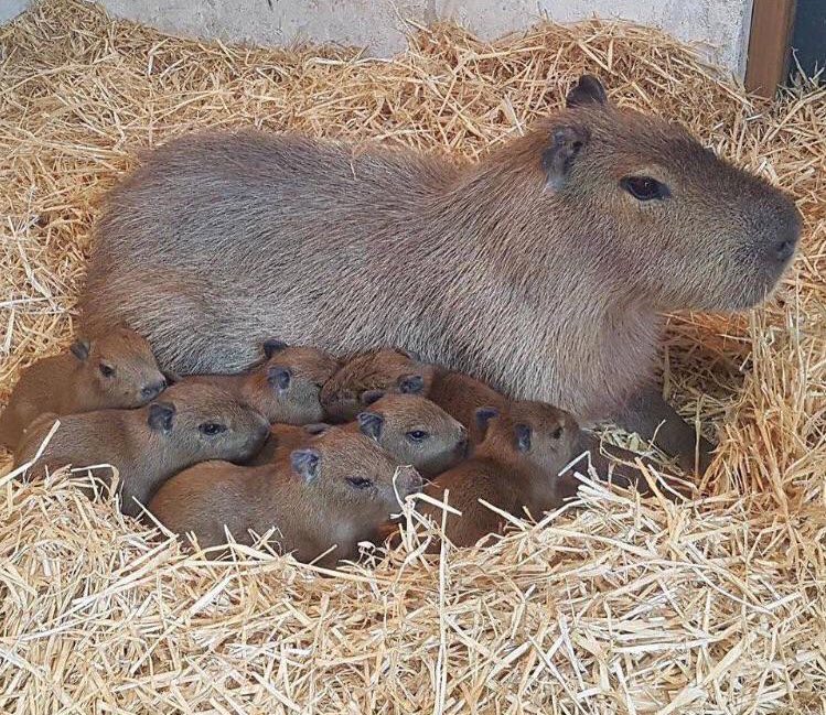 capybara with their capybabies