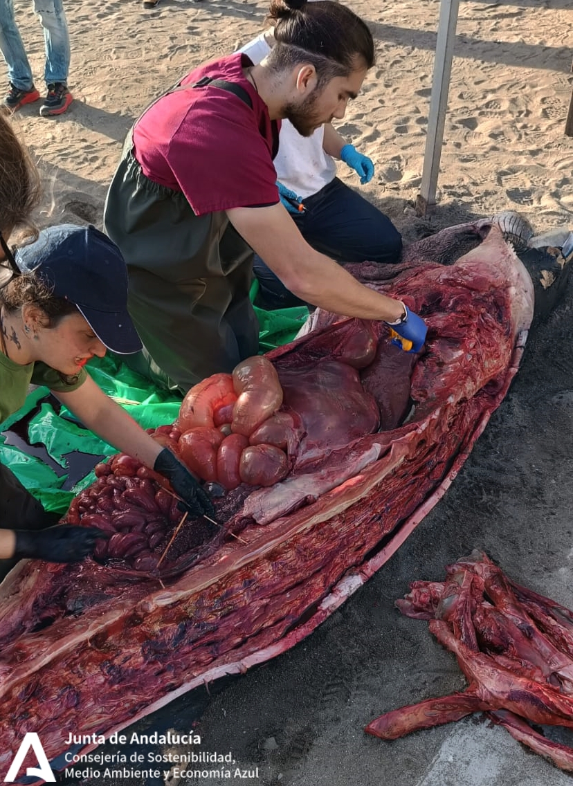 AAMM_And's tweet photo. Tras actuación de ayer en playa de #Málaga por aparición cadáver🐳 de #rorcual, esta tarde estamos en la necropsia que hacen técnicos de Centros de Gestión del Medio Marino Andaluz (CEGMA) del estrecho.
Se trata de conocer la posible causa de la muerte.
https://t.co/eDhlZaDZAN https://t.co/ynLbDnKeek