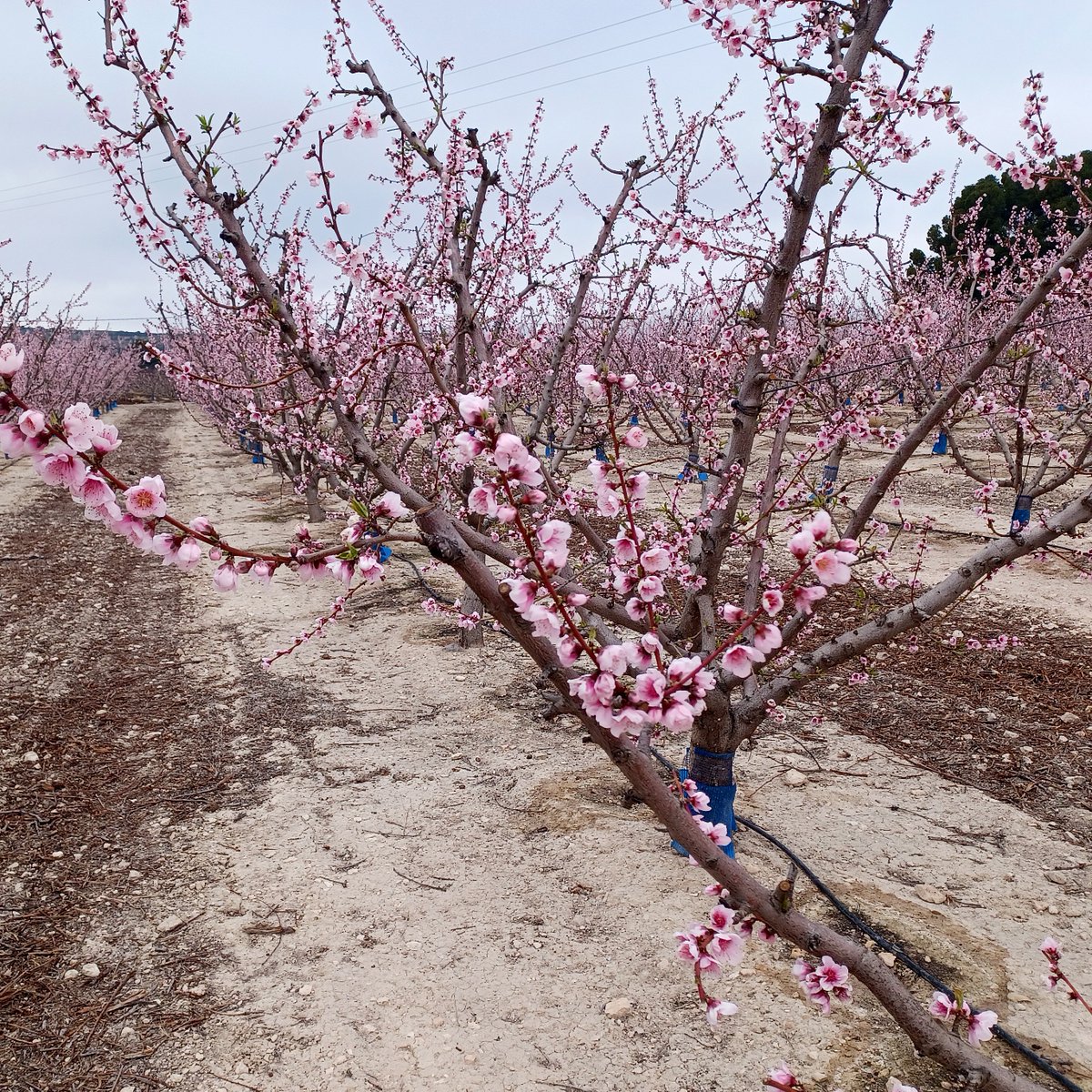 StollerEurope's tweet photo. Results in stone fruit trees after the application of #BudPower. πΈ Thanks to our #StollerSolution for homogeneous bud break, we have achieved greater homogeneity in flowering, which will result in uniform fruit set for a more uniform harvest. https://t.co/OX4AFZGTW0
