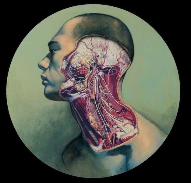 OGdukeneurosurg's tweet photo. Anatomy art by Fernando
Vicente. Which structure did you see first? https://t.co/lnNH1MVOBP