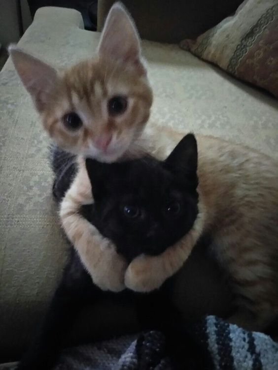 ⌜✪⌟ tweet media