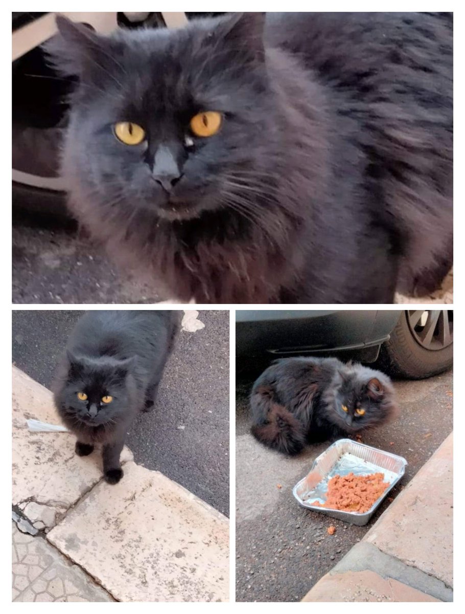 ludovica tweet media