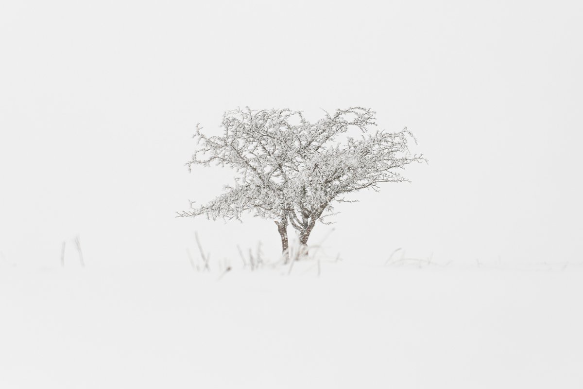#fsprintmonday #trees #snow #post #fence #white #WINTER
