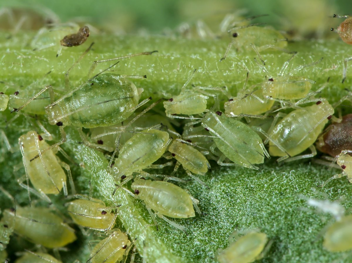 Induction of aphid resistance in tobacco by the cucumber mosaic virus CMV∆2b mutant is jasmonate-dependent: bsppjournals.onlinelibrary.wiley.com/doi/full/10.11…