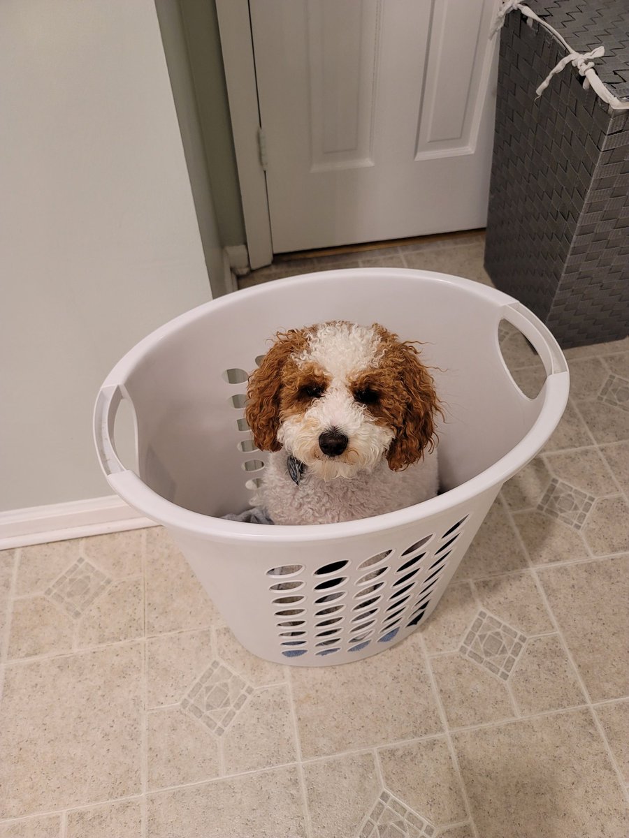MurphyKamikawa's tweet photo. Well.... I knock over Jordan's clothes hamper every day. My human owner thought it would be funny to put me in the hamper. Personally I see no humor in this but he is quite strange. #MurphyTruth https://t.co/YlxvYltEvg