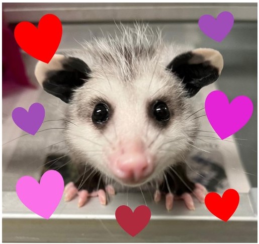 DCCityWildlife's tweet photo. Wishing a Happy Valentine's Day to all of our friends and supporters! https://t.co/9wiwjwgErX