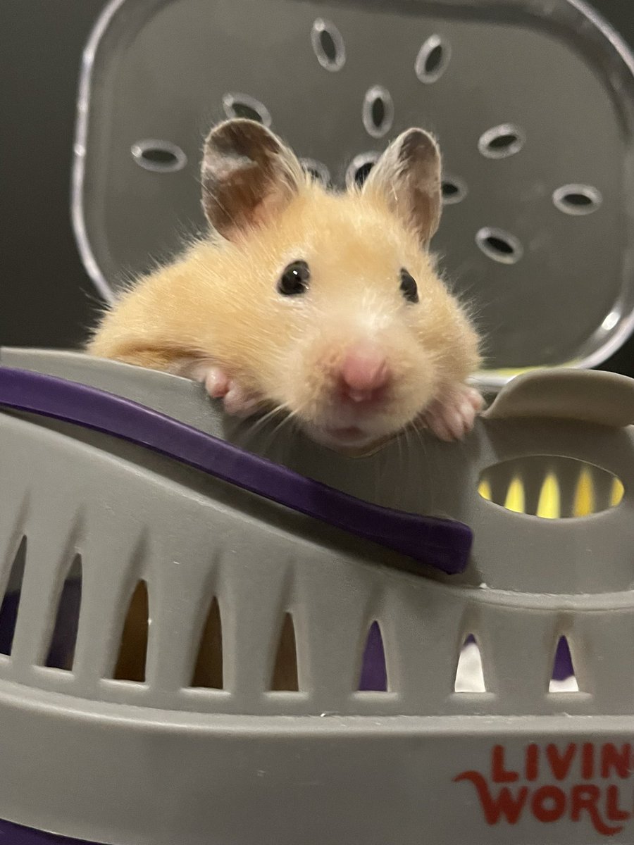 Penny passed away peacefully in her sleep this morning. She was a very good bean 🥹❤️