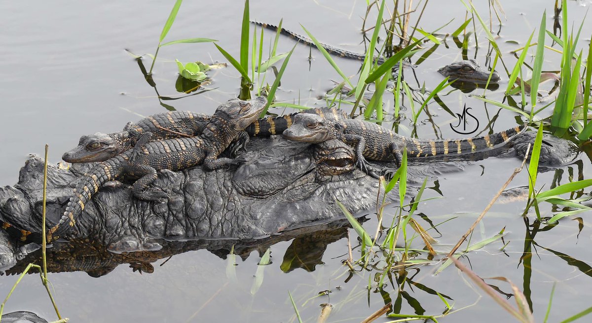 I Think You Should Leave Memes On Twitter RT GatorsDaily I Got i-think-you-should-leave-memes-on-twitter-rt-gatorsdaily-i-got