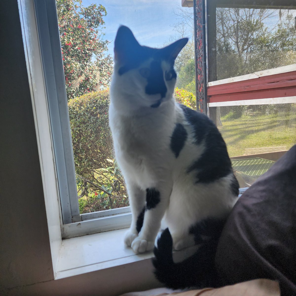 Ketoacidosis's tweet photo. Cats https://t.co/kskdFsVWDZ