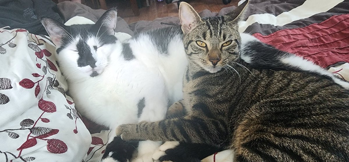 Ketoacidosis's tweet photo. Cats https://t.co/kskdFsVWDZ