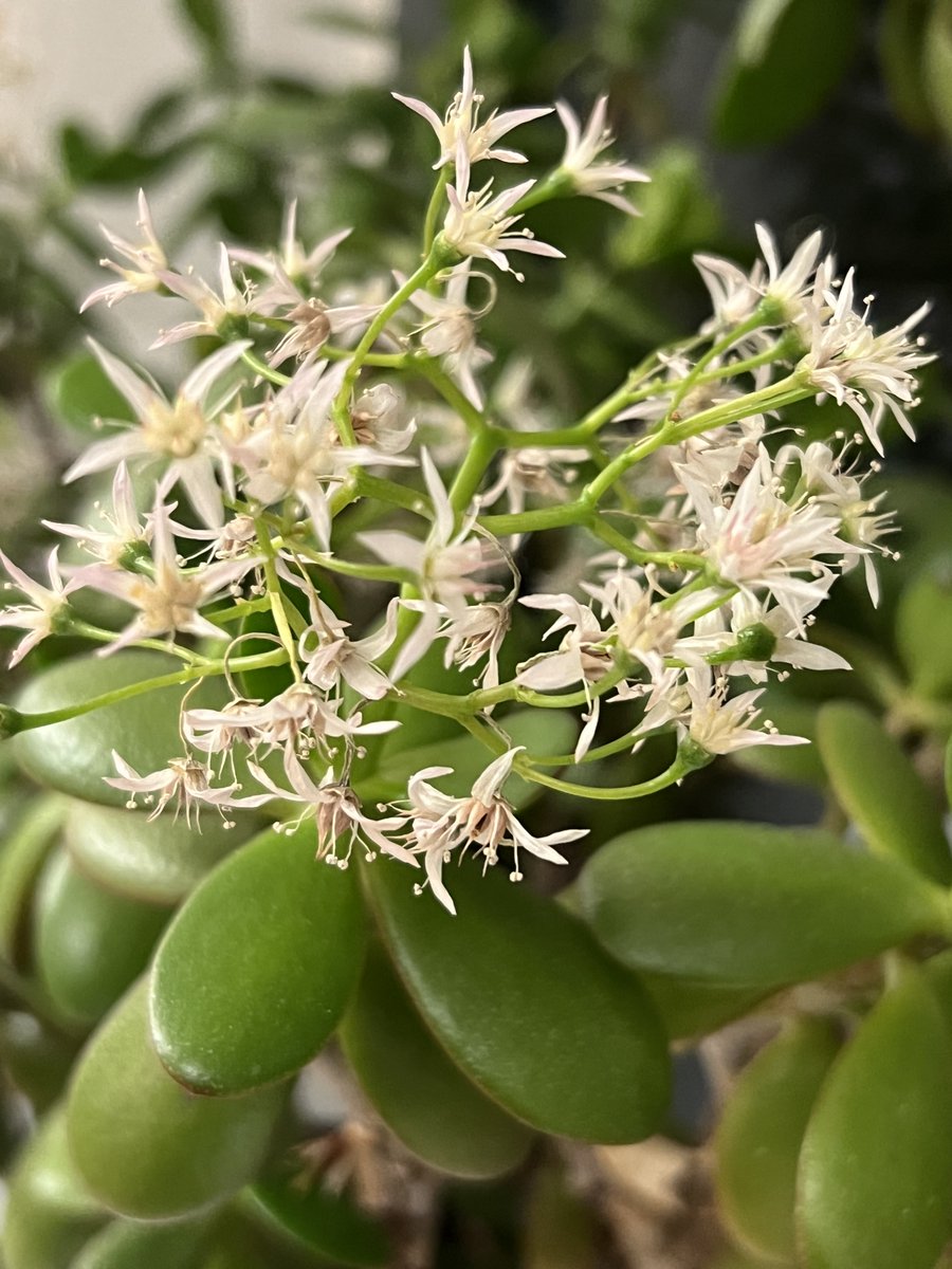 phlorum's tweet image. Well this is rather lovely. After about 15 years of nothing, the money plant in our Brighton office has suddenly burst into bloom. #flower #moneyplant