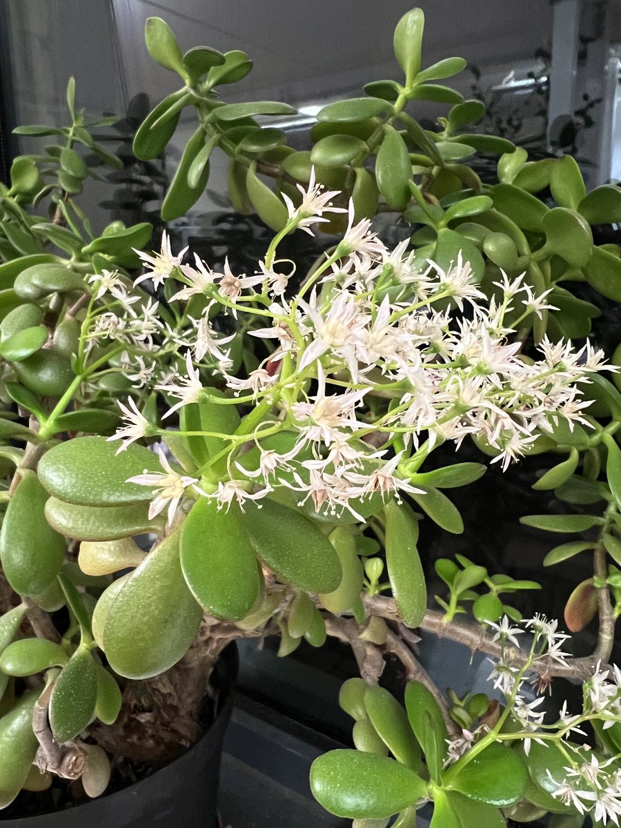 phlorum's tweet image. Well this is rather lovely. After about 15 years of nothing, the money plant in our Brighton office has suddenly burst into bloom. #flower #moneyplant