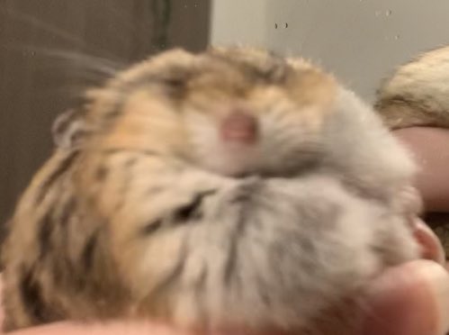 biscuitmyhamster tweet media
