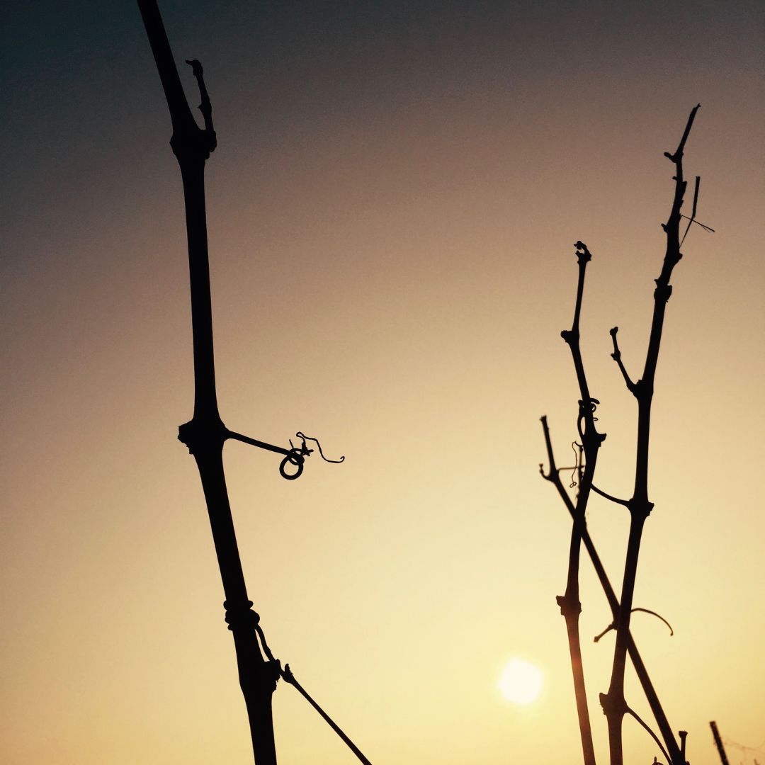 ✅ En febrero se prepara el terreno para que tenga una buena cantidad de nutrientes a la hora del brote. Además, favorece la preparación del campo, disolviendo estos tratamientos y haciendo que se filtren mejor en la tierra.

#winelife #winelovers #bodegasdelsaz #campodecriptana