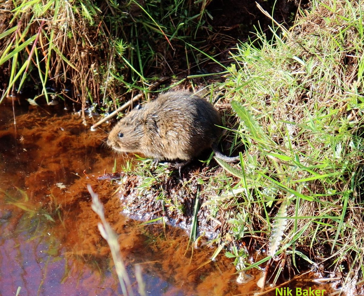 Water voles are just one of the species on the brink of extinction within the UK. We're working hard at Redmires reservoir with our partners <a href="/YorkshireWater/">Yorkshire Water 💧</a>  to protect water voles and create new habitat #MondayMotivation