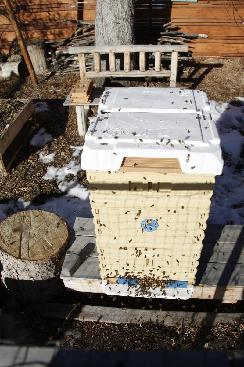 citizenfreak1's tweet photo. Well it's only February and we just went though our first False Spring, but the bees took the opportunity to do a little house cleaning &amp; a quick fly-about before winter returns... https://t.co/0UlyM0U51J