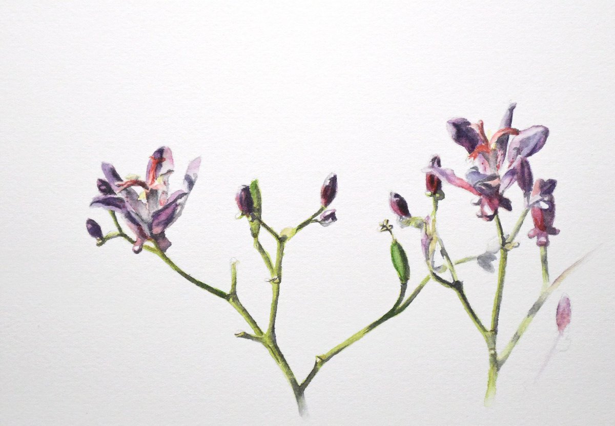 「短時間で花を描いた水彩画。#透明水彩 #水彩画 」|Naoya Ohtaniのイラスト