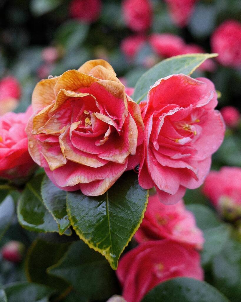 Oakland wanders pre-Valentine’s Day 💕

#aseasonalshift #aseasonalyear #beautyundermynose #cornersofmyworld #camellias #camellia #oakland #oaklandcalifornia #oaklandisbeautiful #oaklandloveit #ofwhimsicalmoments #poetryofsimplethings #seasonspoetry #s… instagr.am/p/ConEN0UpOru/