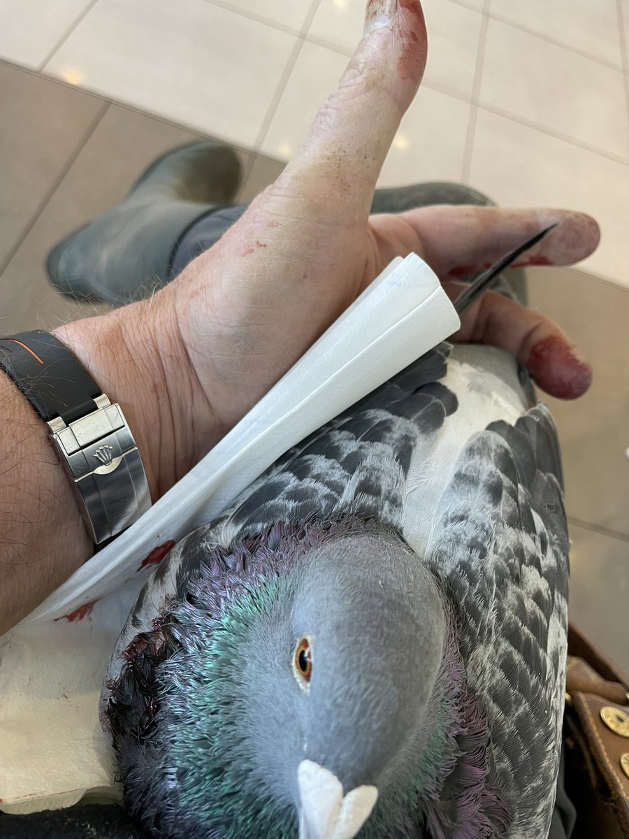 WBreene's tweet image. is back in the waiting room at the vet;  pigeon attacked by a hawk!😡