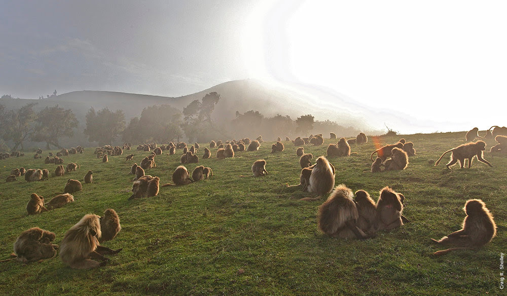lijuana56's tweet photo. #sendmonkey le gélada originaire des haut plateau d'Éthiopie. Gros dimorphisme entre les mâles et les femelles. Ils vivent en harem,mangent quasi exclusivement de l'herbe. La lèvre relevée s'appelle un lip flip 
Ce sont des animaux extrêmement paisibles un peu comme des vaches https://t.co/IjDBwYaG7T