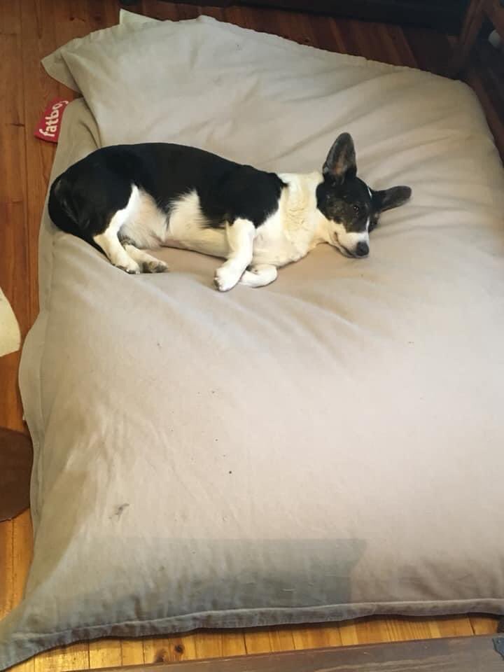 Tiukkaa tekee, mutta jotenkuten tähän mahtuu nokosille. #koiranpeti #CorgiOnIsoKoira