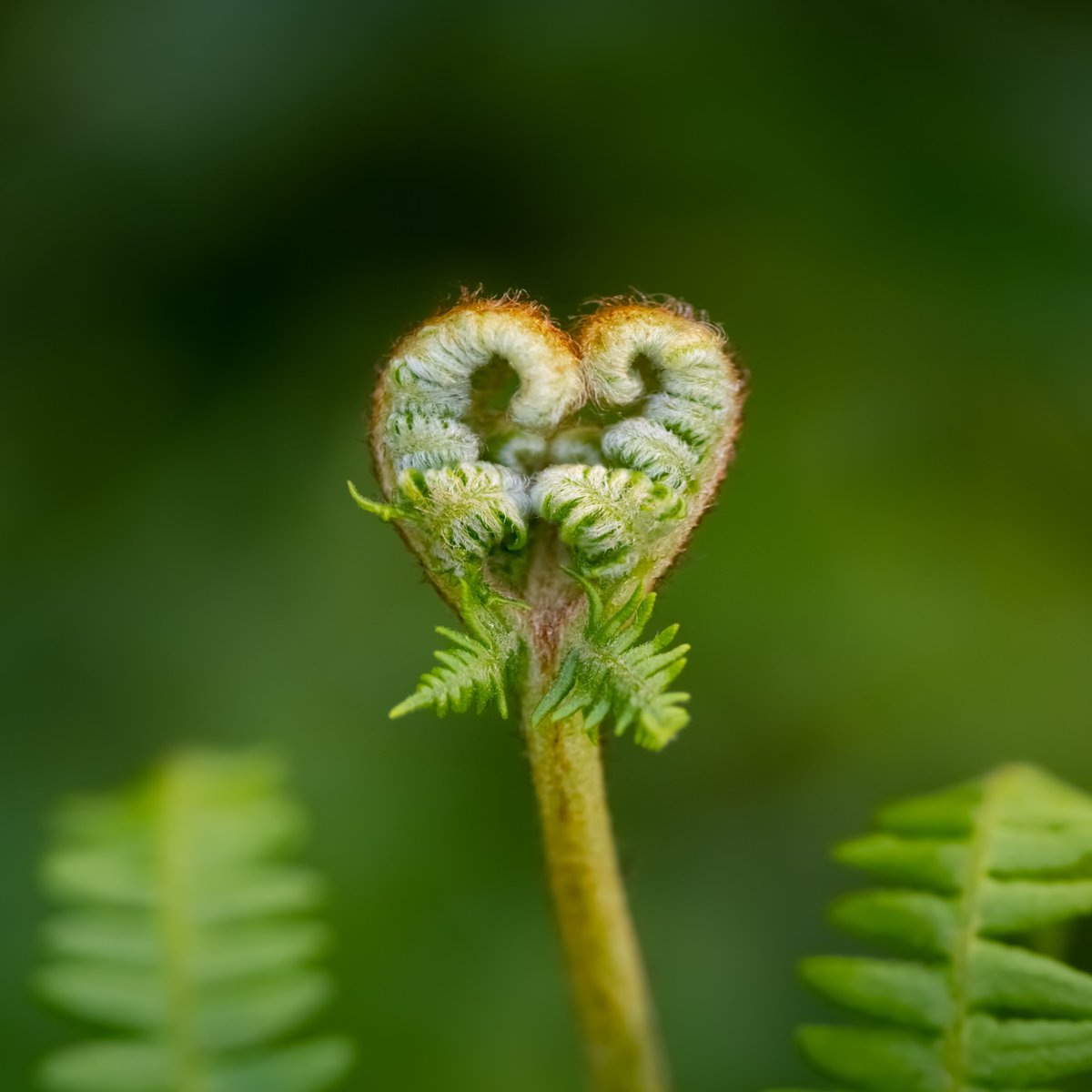 WWTworldwide's tweet photo. Everywhere you look there are 💚 in nature https://t.co/qPQ8VU8mfd