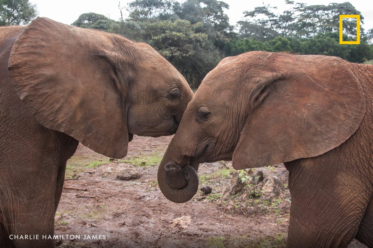 National Geographic on Twitter "Two elephant calves entwine their