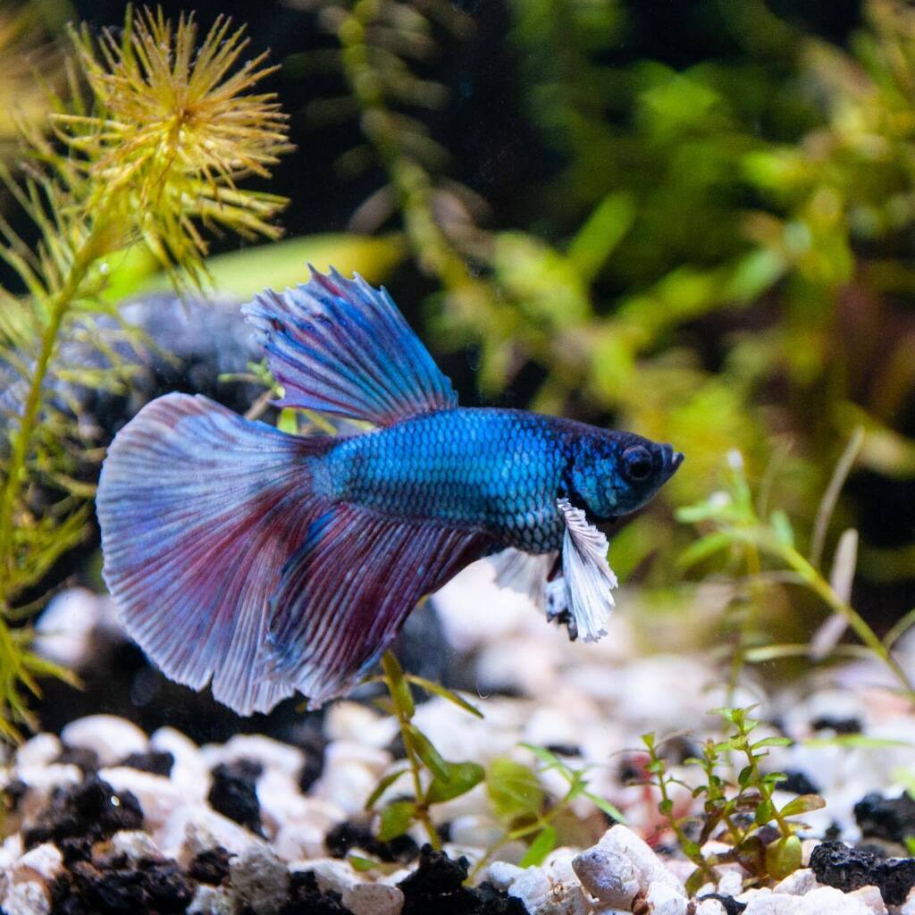 Showing off his colors! He needs a name. #bettafish #dumbobetta #purplefish #bluefish #gorgeousgradient #fins #fishtank #aquarium #aquariumhobby #bettafishtank instagr.am/p/ConHddoJllZ/