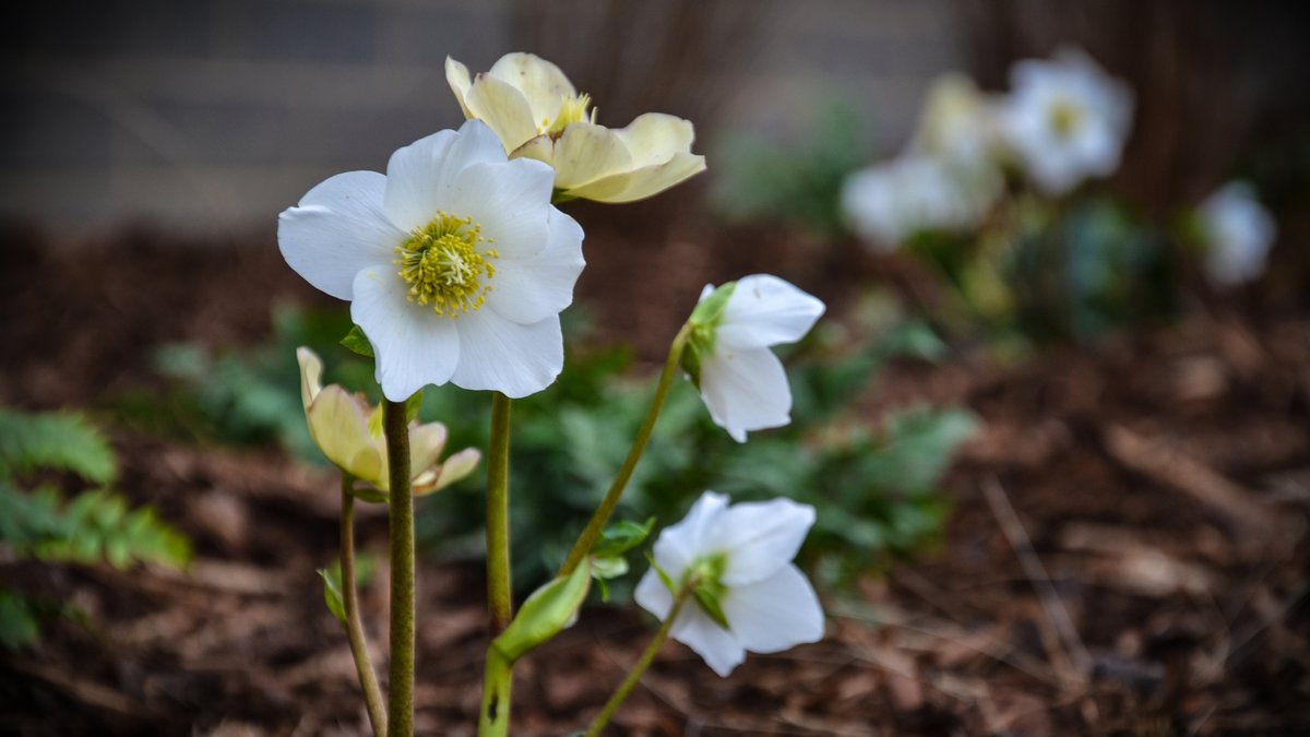 What a re-leaf it's nearly spring! 🍂 While 'tis not the season for much longer, we managed to capture a couple flicks of these beautiful Christmas Roses around campus earlier this week 😍 What are you most looking forward to about spring?
