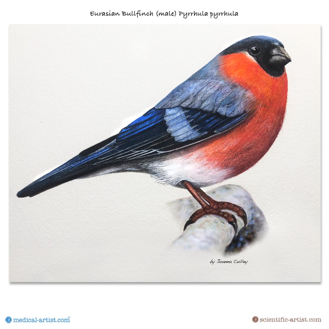 joannaculley's tweet photo. Male Bullfinch finished
#bullfinches #bullfinches #bullfinchbird #watercolorpaintingartist #paintingpreparation #pencil #watercolourpaintings🎨 #traditionalwatercolours #scientificartstudios #birdpaintings #birdsinwatercolour #paintingbirds #pyrrhulapyrrhula #birdpaintingstudy https://t.co/q15pwALBy0