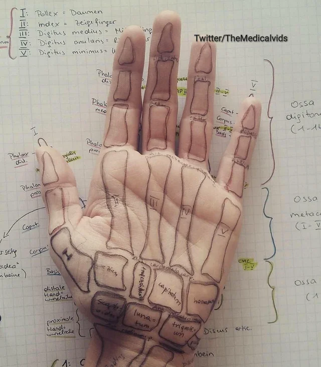 Estefania0488's tweet photo. Los huesos de la mano https://t.co/RGJ7EkdCqa