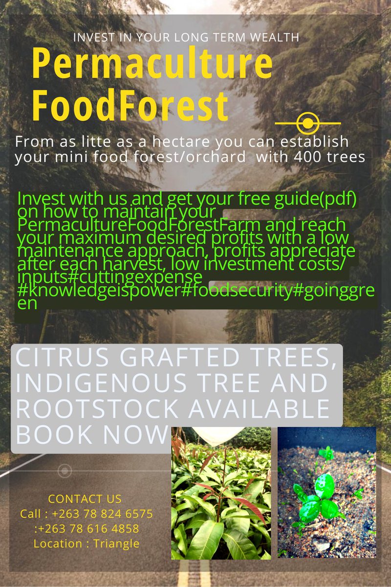MuchonoTadiwa's tweet image. #foodsecurity #innovation #selfsustaining #pfoodforest