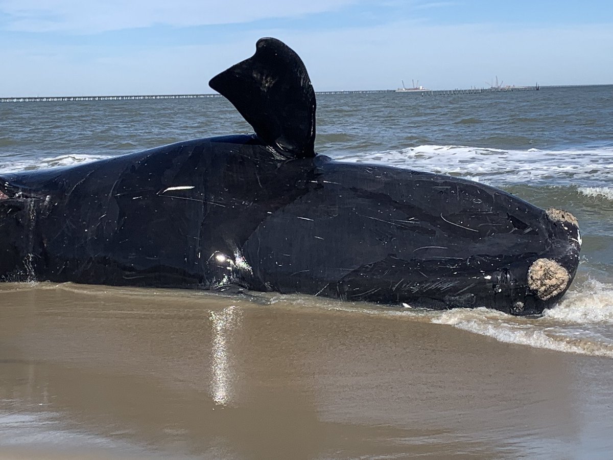 Andy Fox tweet media