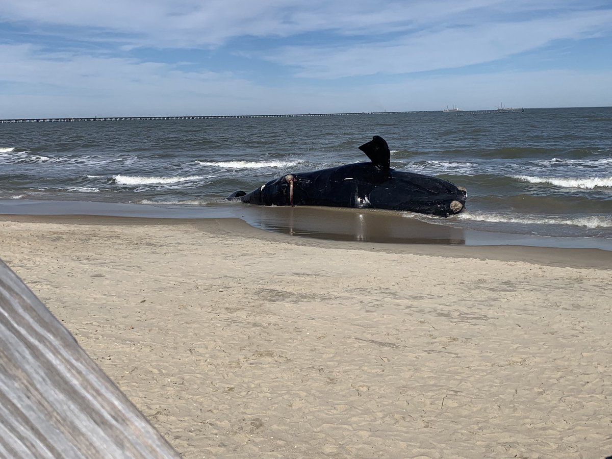 The Right Whale stranded  Between Chick’s Beach and Bay Lake Beach  has no entanglement marks or ship strikes. NOAA reports necropsy examination could take place Tuesday And plans  for whale removal remain undetermined. Watch my reports tonight at 4:30 and 5:30. <a href="/WAVY_News/">WAVY TV 10</a>