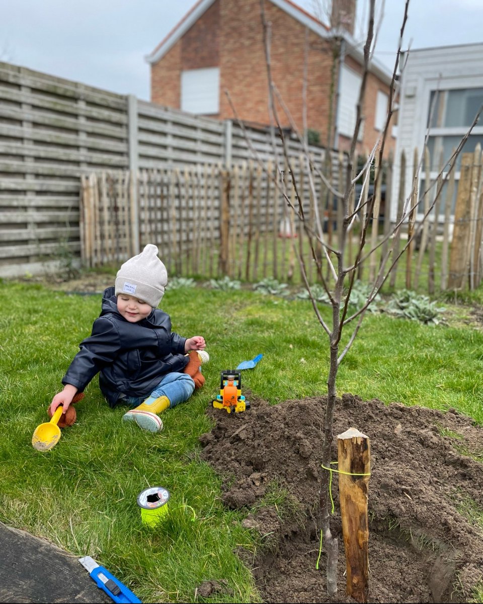 ❤🌳 Naar jaarlijkse traditie werden zaterdag opnieuw 'liefdesbomen' uitgedeeld in het weekend voor Valentijn. We kregen deze leuke foto van Otto die met veel liefde een appelboom plantte! 💚 roeselare.be/nieuws/roesela…
