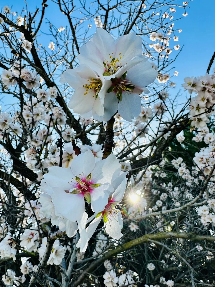 Jul3iaRichard's tweet photo. February in California reminds me of what I love about living in California 😎🌸 #springtime #california #whiteblossoms #blueskies #february https://t.co/OVaF1srUj7
