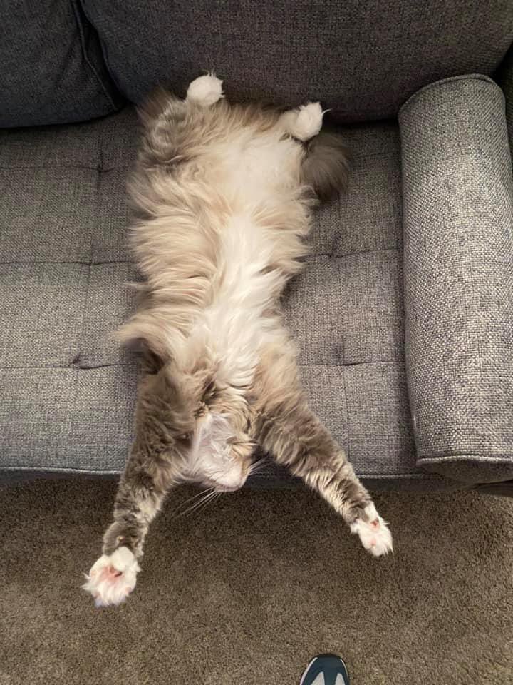 SavalaSmith's tweet photo. @reader_geek Our cat reaching to be held. https://t.co/z999CTC0PH