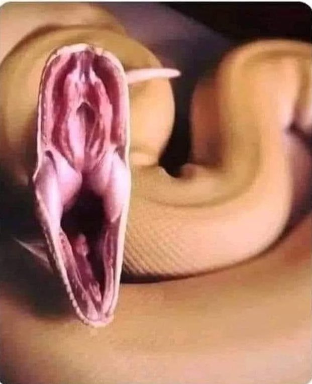 theprophetdub's tweet photo. This is how a snake's mouth looks from the inside, I think everything is clear now. https://t.co/7EfMK8svDb