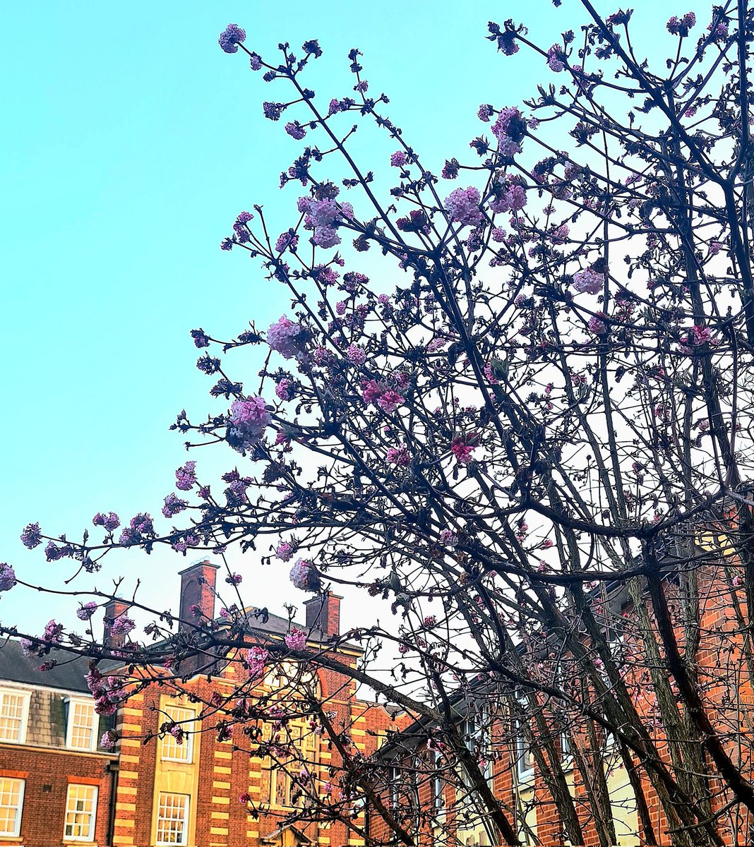 Spring is sprung on campus #hulluni