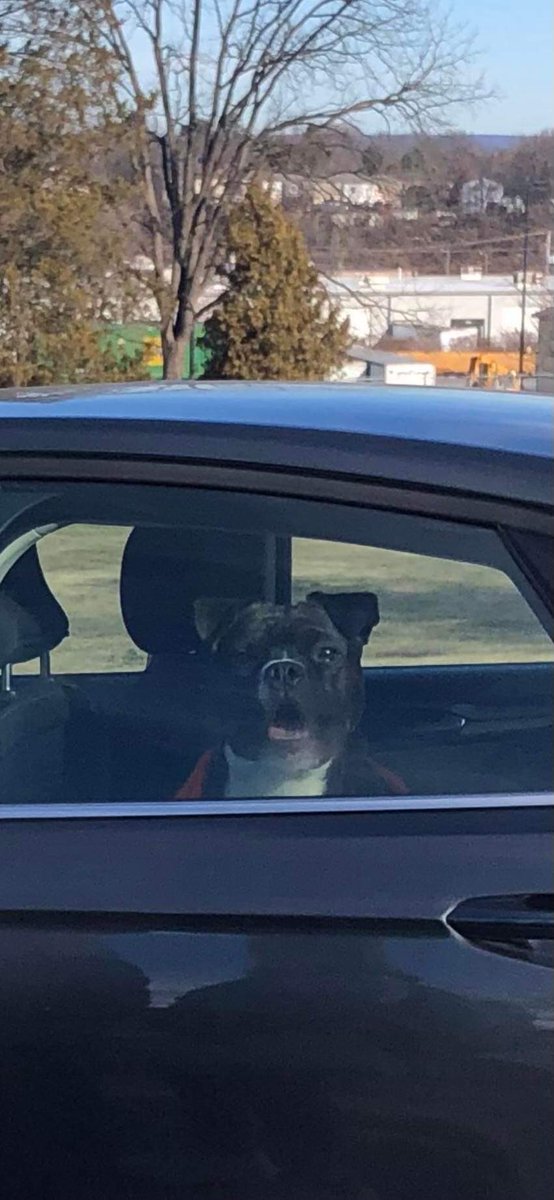SAVE_Pursuit's tweet image. THIS is the face of FREEDOM! What about this beautiful face says unfit for adoption? A volunteer safely removed Pursuit from @HumaneHBG property after refusing to leave her car for over an hour. Now it’s time for @PAAttorneyGen to look into Amy Kaunas and her unethical practices.