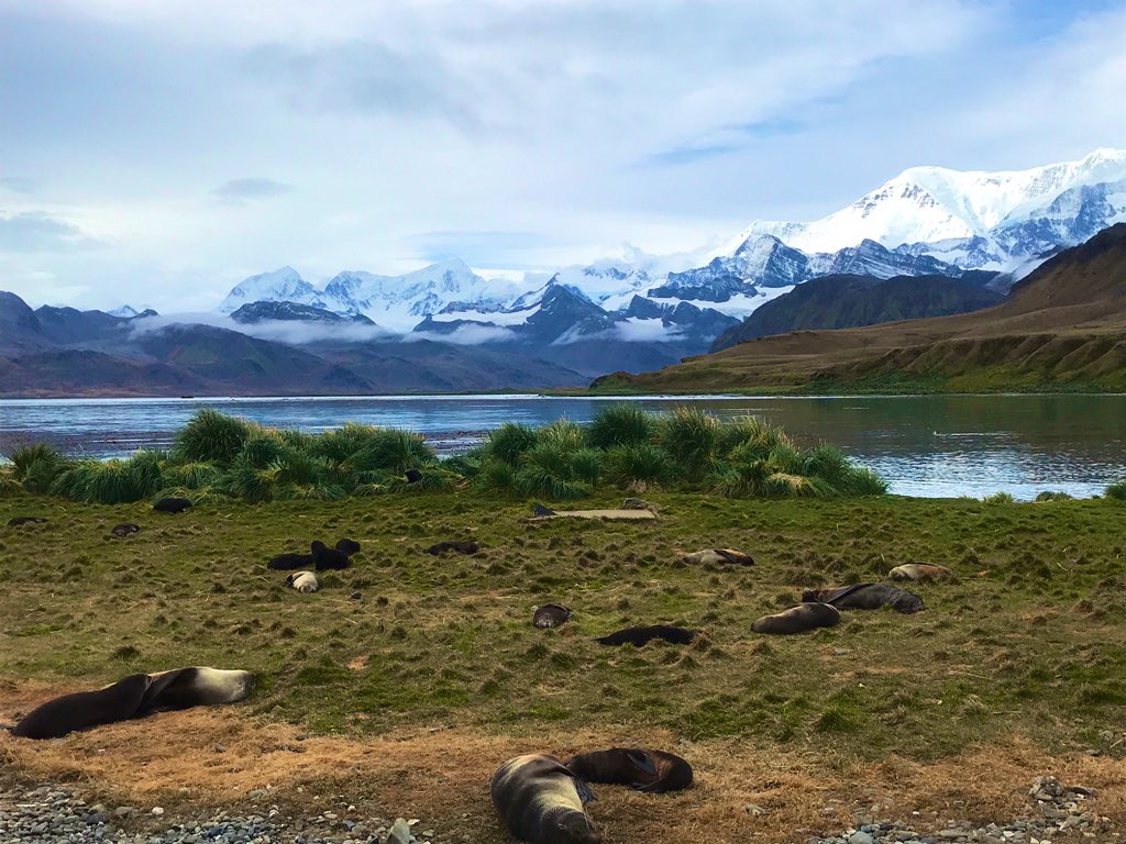 In front of the #lab at King Edward Point: blond fur #seal puppie and a scenic view of #southgeorgia 😎 <a href="/BAS_News/">British Antarctic Survey 🐧</a>